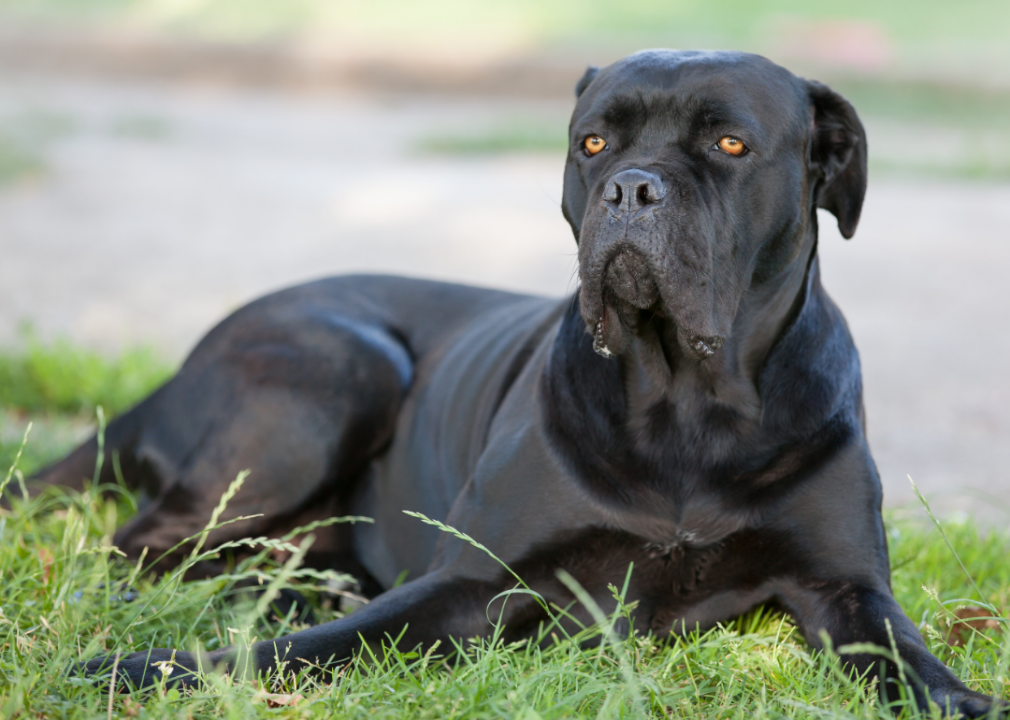 #8. Mastiff (tie)